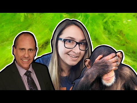 "80% Chimpanzee" | The Bogus Creationism of Jeffery Tomkins - "80% Chimpanzee" | The Bogus Creationism of Jeffery Tomkins