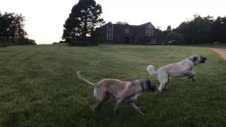 Buddy defending his yard from truck. by EuroTravelerYea 228 views 6 years ago 24 seconds