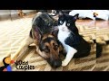 Cat's Baby Brother Is A Big Dog — And They're Best Friends - ALVIN & BARON | The Dodo Odd Couples