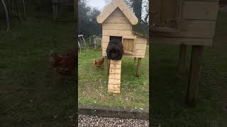 How It Tucks Itself Into The Chicken Coop🤣🤣 #Pets #Dog #Cutedog #Shorts #Funny