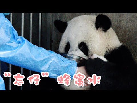 《熊貓早晚安》 “忘仔”蜂蜜水還是很甜的 | iPanda熊貓頻道