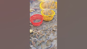 Rivierkreeft Vietnamees | Cận Cảnh Về Miền Tây Thu Hoạch Tôm Càng Xanh #crayfish #sanbatkiengiang