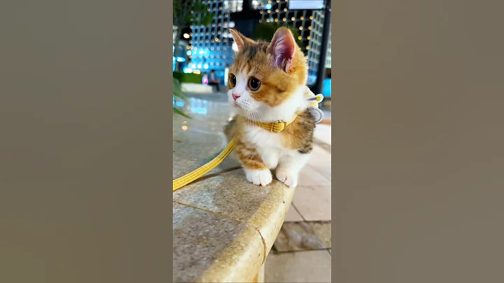 Video 11455401: cat kitten cutecat love, cat kitten cutecat funny, cat kitten love cute