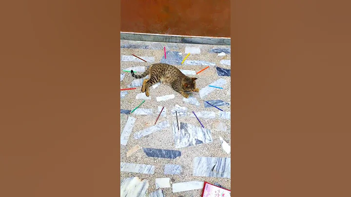 Watch the video about Cat color #india #funny #youtubeshorts #shorts #animals #tiktok #indonesia #viral #happy #cat #fun