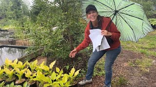 Shopping for Unique Hosta Plants at The Hosta Farm of Mendon #hostas #gardentour