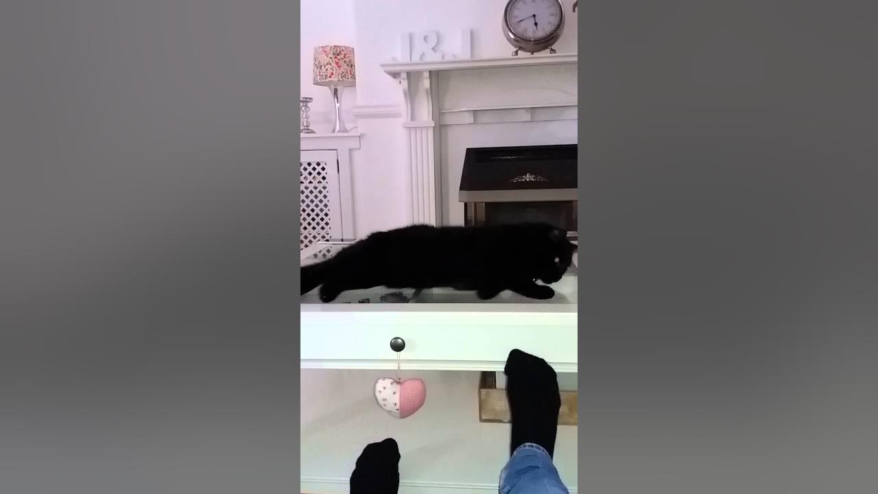 Cat Attacking Feet YouTube