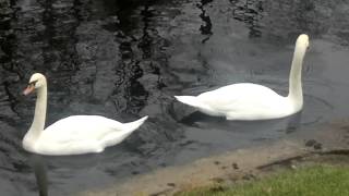 Лебеди    в     Летнем    саду