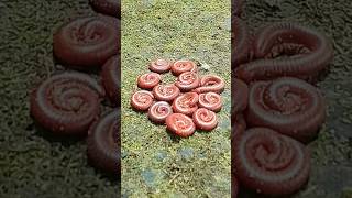 12 Mini Millipedes - Curl Out