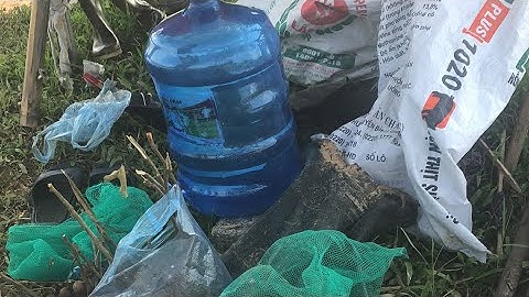 Cập nhật chim rẽ giun di cư. Anh em mua lưới đánh rẽ lh 0865.002.688