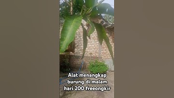 alat untuk menangkap semua jenis burung di malam hari #perkutut #pancinganperkututlokal #birds