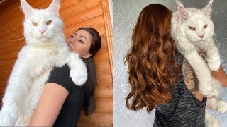 Meet Kefir, The World's Biggest Cat | Rare Cat Breed by People Are Wholesome 6,256 views 2 years ago 2 minutes, 31 seconds