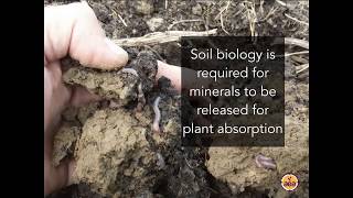 Webinar: How Crops Benefit From Robust Soil Microbial Populations