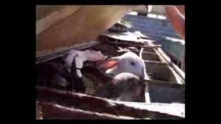 The Real Fashion Victims