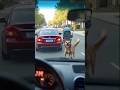 A Dog Saves Baby in Stroller from a Dangerous Accident #dog #animals #wildlife #rescue #baby