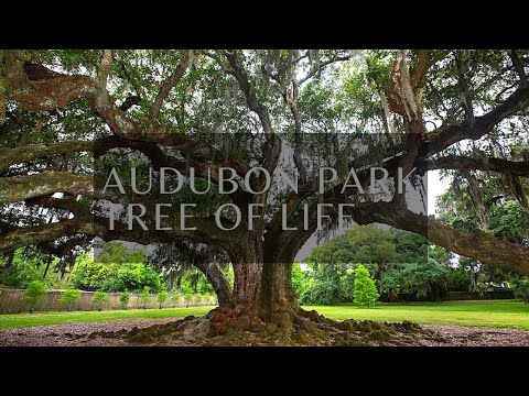 Vidéo: Parc Audubon à la Nouvelle-Orléans : le guide complet