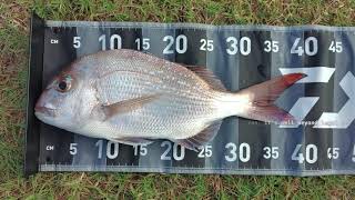 First Snapper on the Arrowz Light & Daiwa KIX LT Combo