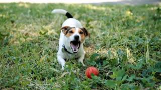 Harsh truth about the Jack Russell: Energy, Training & Care  Your Ultimate Guide!