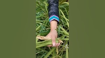 Dụng Cụ Gặt Lúa Nương Của Bà Con Vùng Cao Tây Bắc