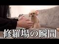 甘えん坊トイプードルに内緒でサモエドカフェに行ったらこうなります…【ペットカメラ】