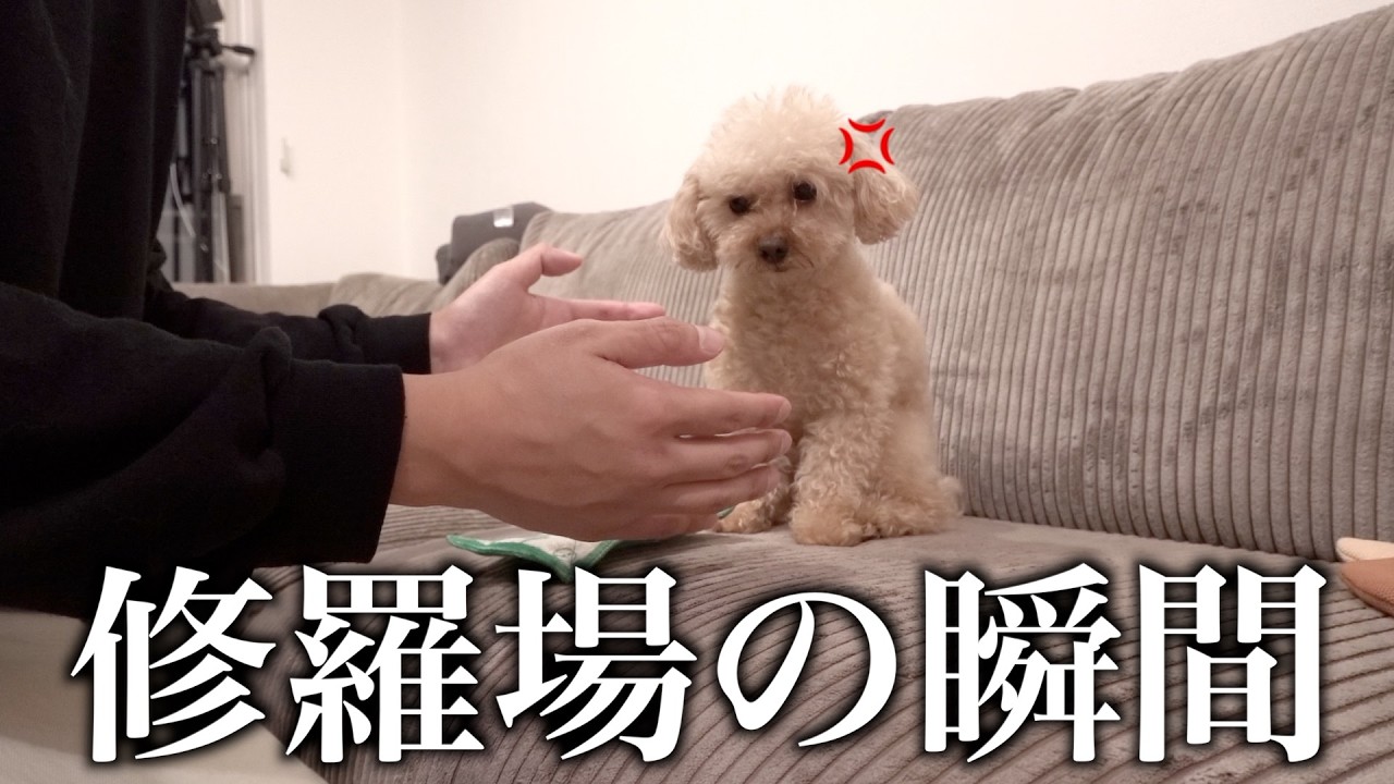 甘えん坊トイプードルに内緒でサモエドカフェに行ったらこうなります…【ペットカメラ】