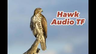 Hawk Audio Transformation TF TG