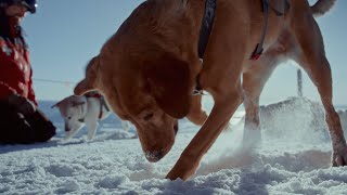 A Day in the Life of Schweitzer's Avalanche Search and Rescue Dog Team