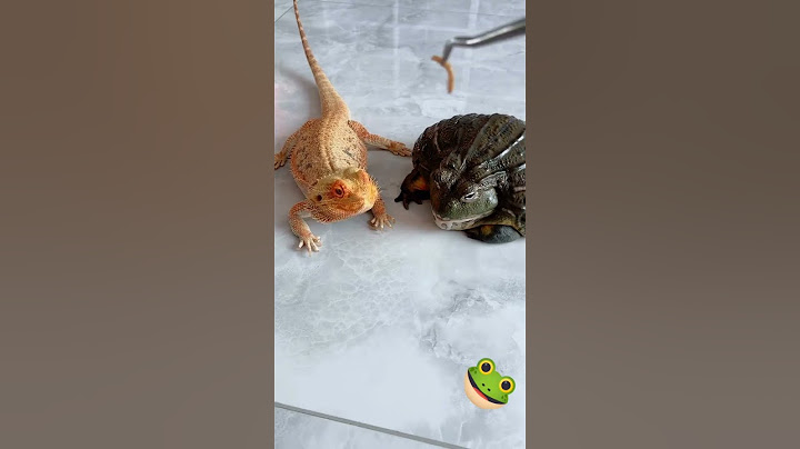 siapakah pemenangnya? bunglon vs kodok 😱😂😂#funny #hewanlucu
