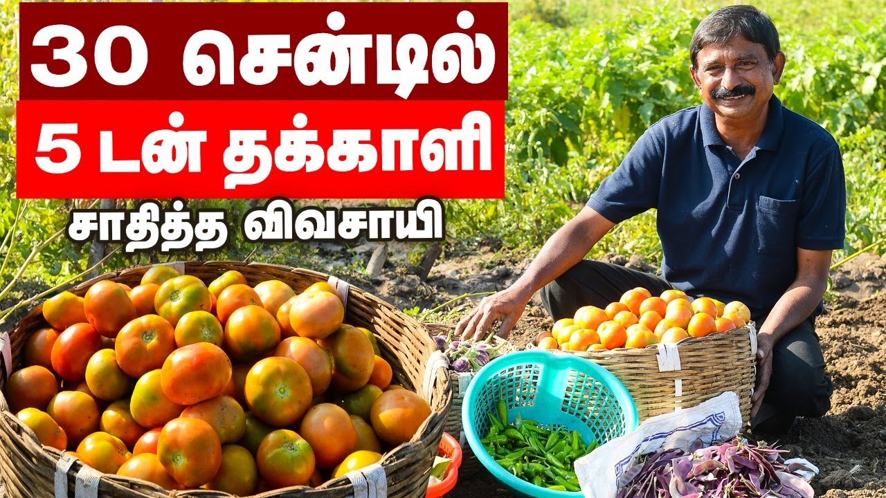 30 சென்டில் 5 டன் தக்காளி மகசூல்... வழி சொல்லும் விவசாயி! 