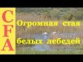 Огромная стая белых лебедей на озере в Харьковской области