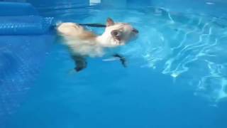 Прикольные и смешные котики fun with cats Прикольные и смешные котики fun with cats
