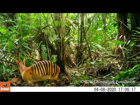 Wildlife of Grebo-Krahn National Park in Liberia captured with camera traps