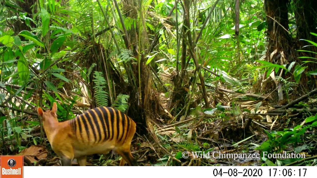 Wildlife of Grebo-Krahn National Park in Liberia captured with camera traps