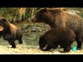 Grandes documentales - Los grizzlies gigantes