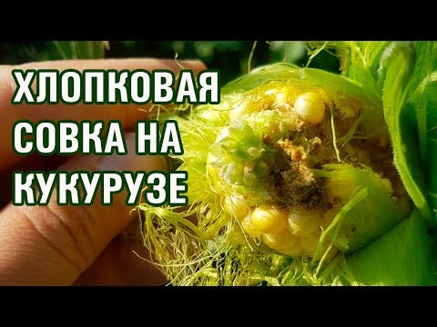 Видео: 5 способов готовить с грибами