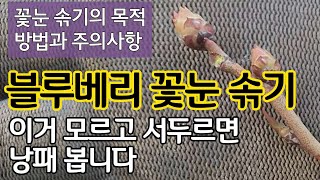 블루베리 꽃눈 솎기 이거 모르고 서두르면 낭패 봅니다 - 꽃눈 솎기 방법과 주의 사항 by 광닭이 7,228 views 1 month ago 8 minutes, 40 seconds