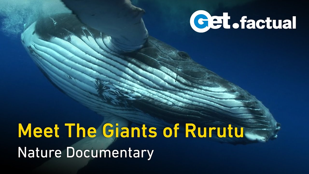 Adventure Ocean Quest - The Giants of Rurutu Full Documentary
