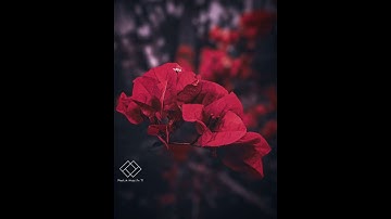 Adobe Lightroom Edit | Moody Flowers Editing | Color Grading | #lightroom #snapseedtutorial #flowers