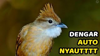 MASTERAN KAPAS TEMBAK TEMBUS LATBER