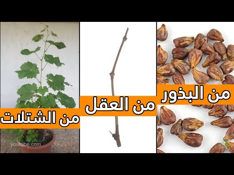 فيديو: زراعة العنب بالعقل والشتلات في الربيع: الشروط والتعليمات