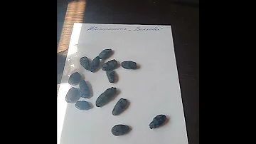 Жимолость съедобная 