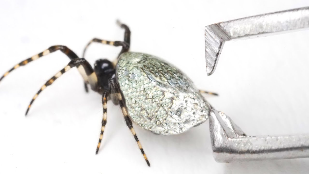 Trying to strip the plating off a silver-bodied spider - YouTube
