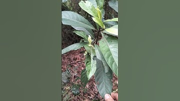 CẦY THUỐC TRỊ SÂU RĂNG,VIÊM LỢI