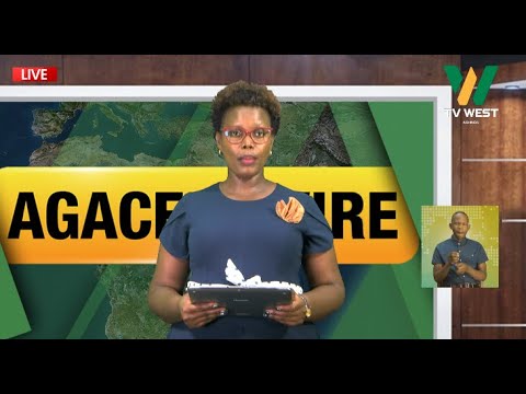 TV WEST LIVE Agacencwire 29 09 2025 Charity Mbabazi Sunday Brian