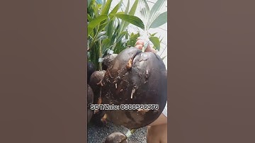 [VIDEO ĐẦU TIÊN] Giới thiệu giống dừa xiêm lùn siêu trái ! | Tấn Thành Cây Giống