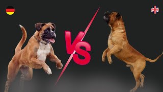 🐾 Battle of the Breeds: Boxer vs. Bullmastiff 🐶 Who Will Win?🏆Boxer 🆚 Bullmastiff: Battle of Breeds by Megmer Puppies 221 views 2 months ago 6 minutes, 1 second