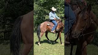 Use this recovery strategy if your horse gets anxious on the trail.  #horsemanship #rosehorsemanship