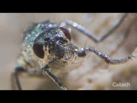 Superhydrophobic Diving Flies of Mono Lake