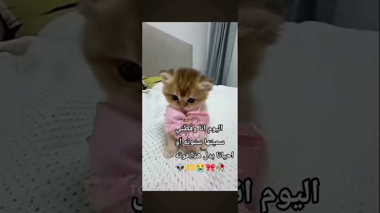 والله بين اني خايفه منك ما بعرف ليش من هو هذه بنت بيت امه