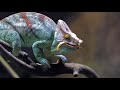 parson Chameleon short film