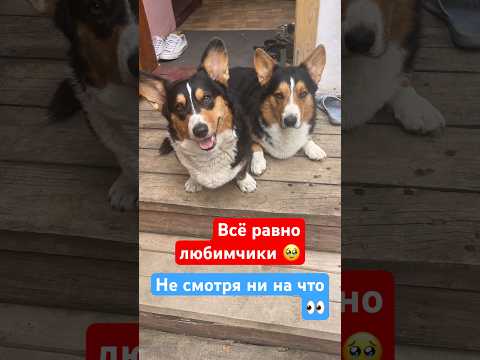 ВСЕМ К ПРОСМОТРУ ЕСЛИ ХОТИТЕ СОБАКУ ИЛИ ДВЕ 😂#корги #кардиган #татарстан